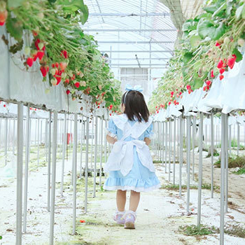 ありすふぁーむ