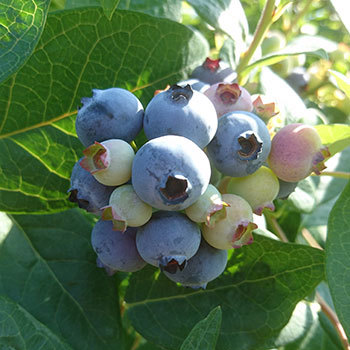 ブルーベリー摘み取り