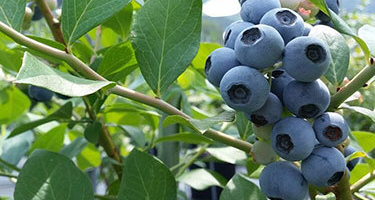 たむらのうえん